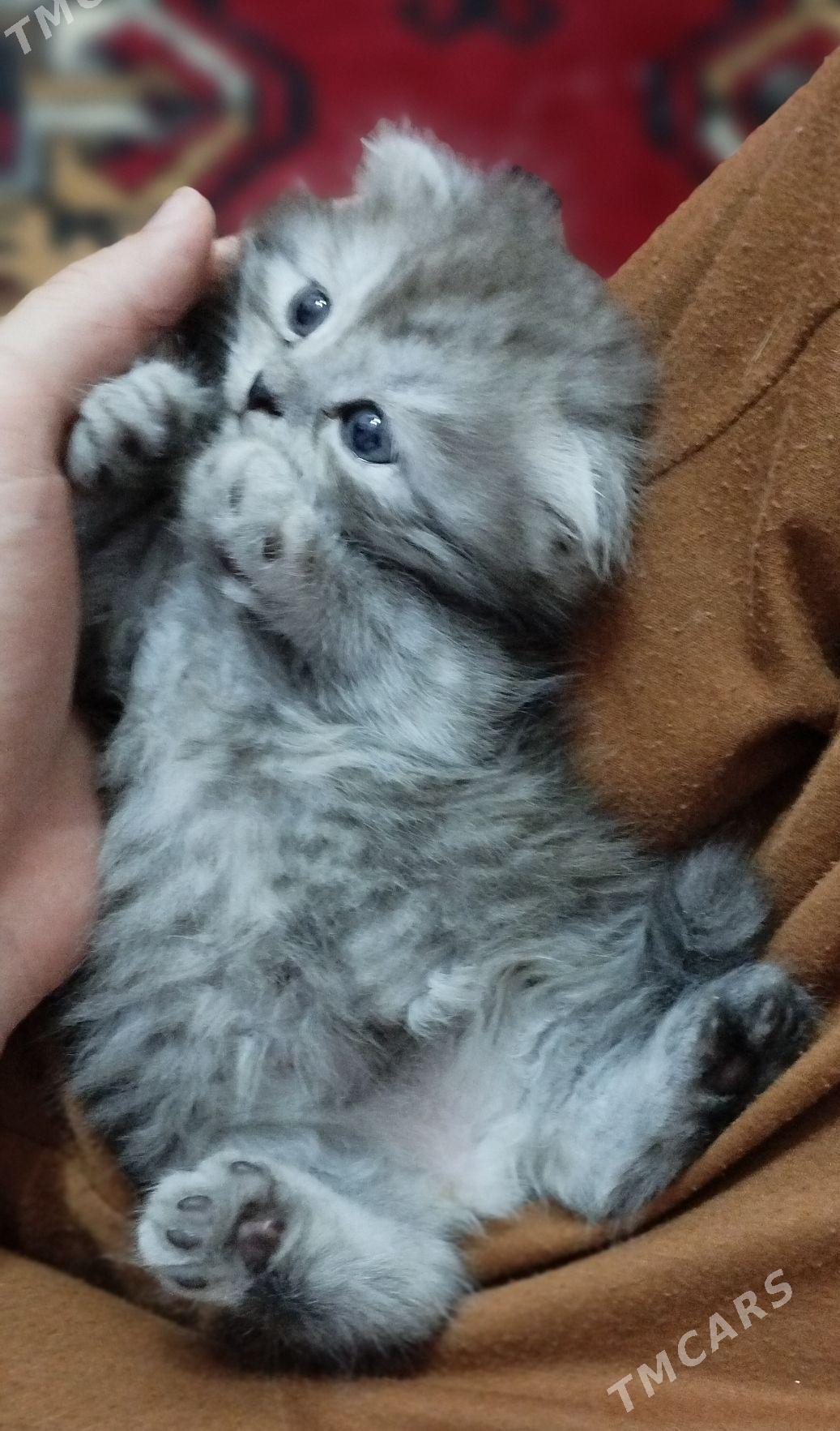 pişik - Дашогуз - img 1