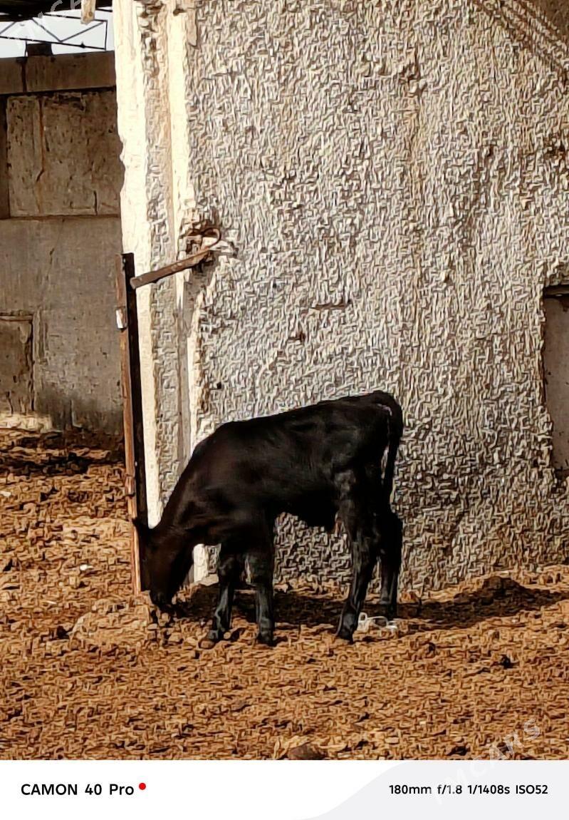 okuzce - Çärjew - img 1