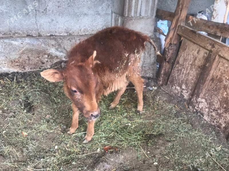 tuwe - Garadamak Şor - img 1