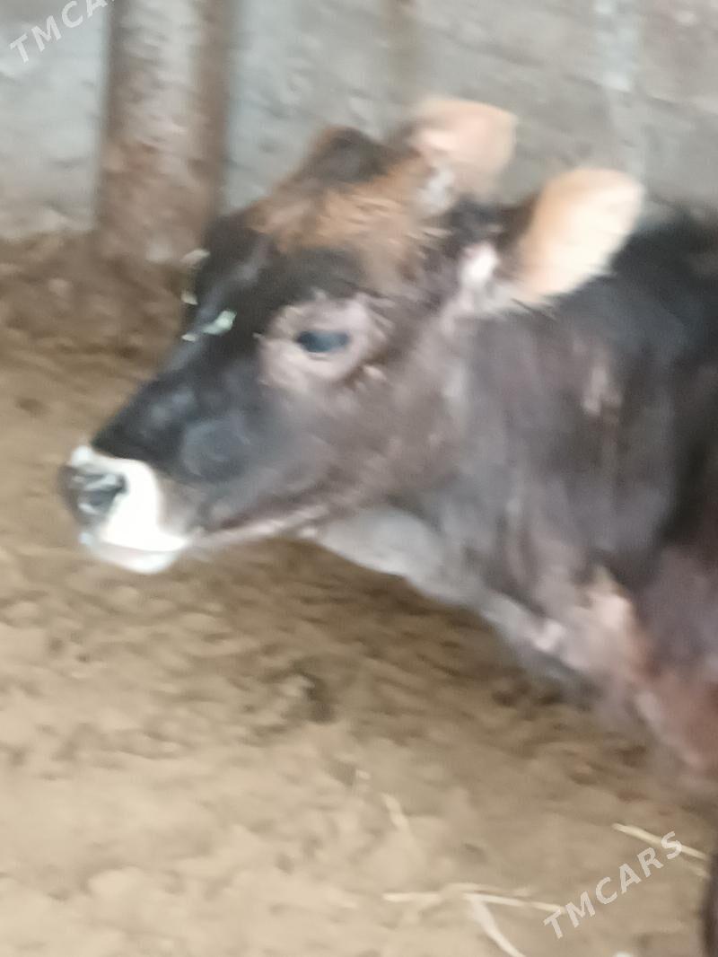 Tüwe - Гёкдепе - img 1