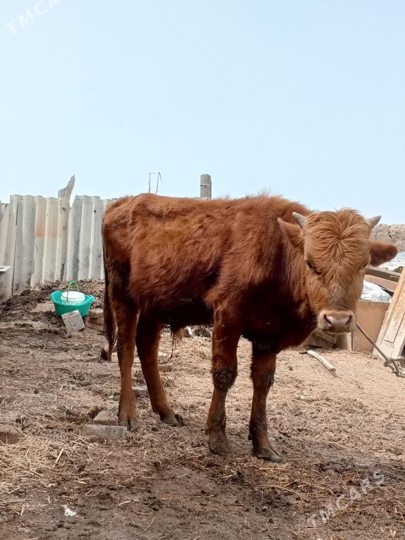 okuzler - Чарджоу - img 1