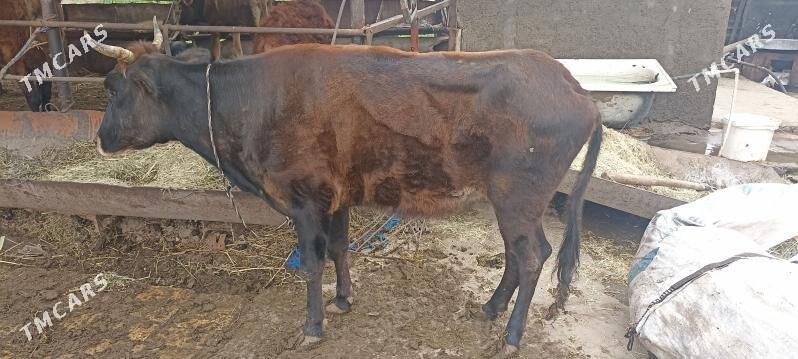 sygyr - Murgap - img 1