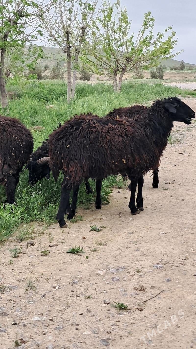 Goyun gara kol issek - Ашхабад - img 1