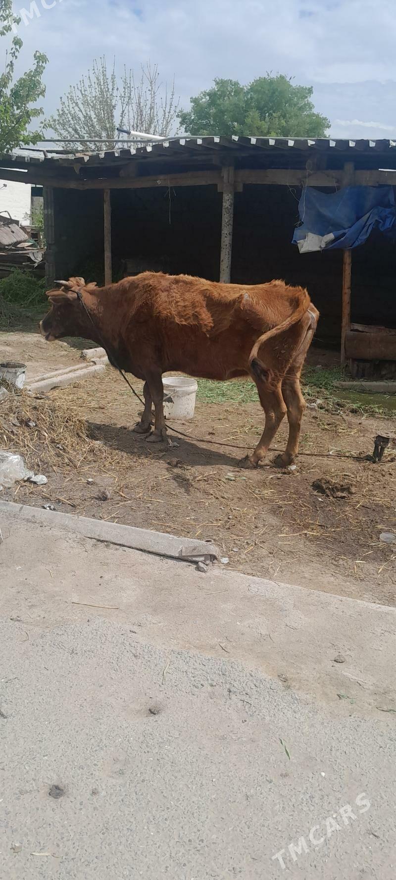 SYGYR - Aşgabat - img 1