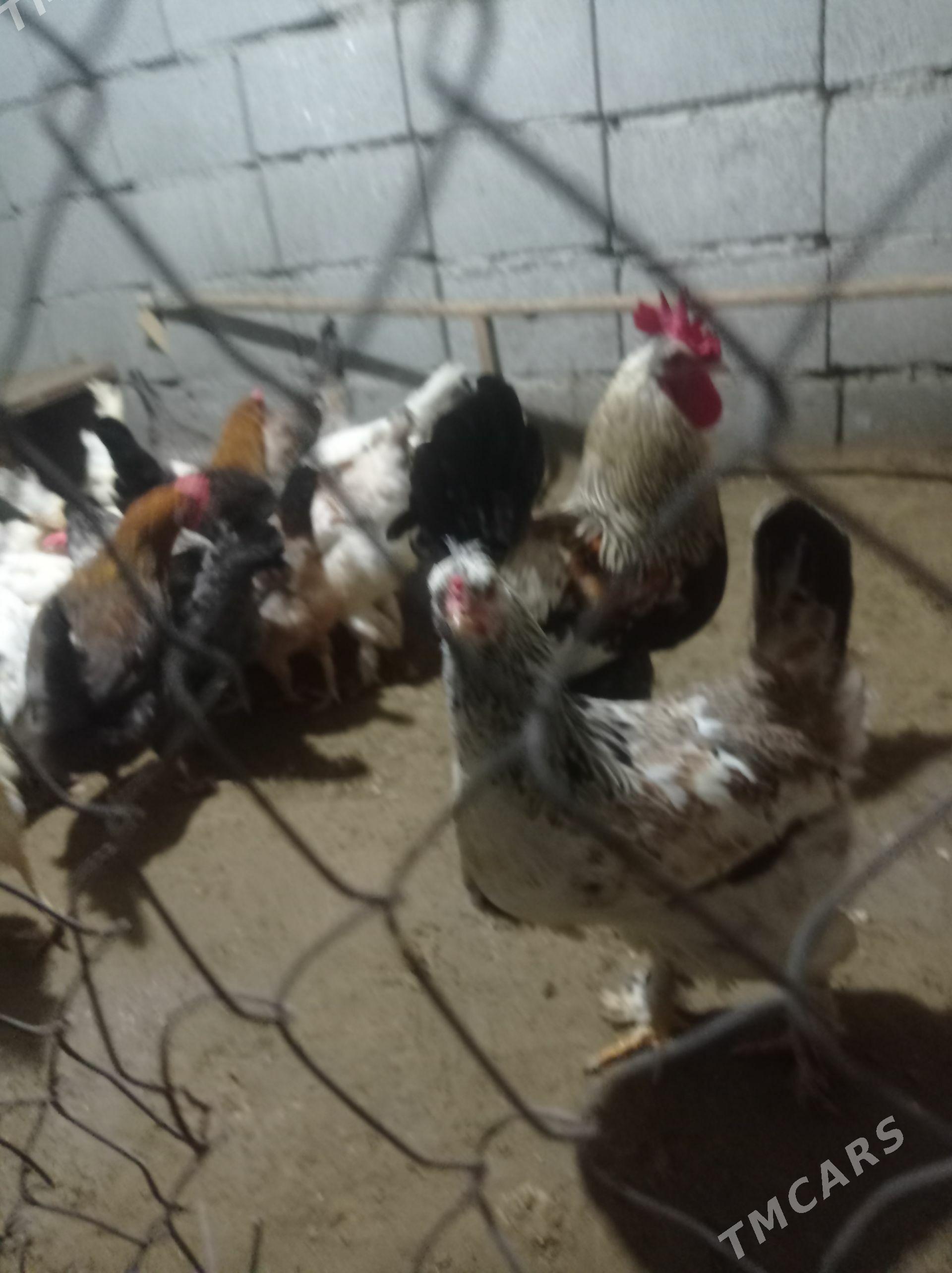 Towuk - Балканабат - img 1