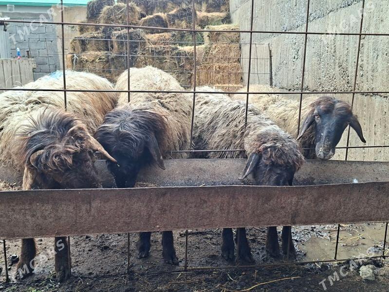 işşek - Кипджак - img 1