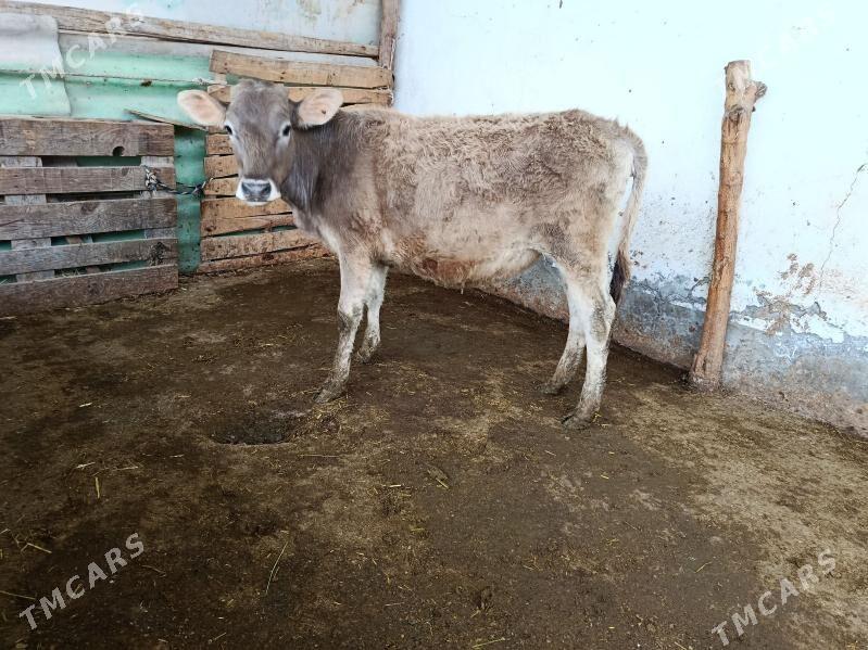 tüwe şwet - Aşgabat - img 1