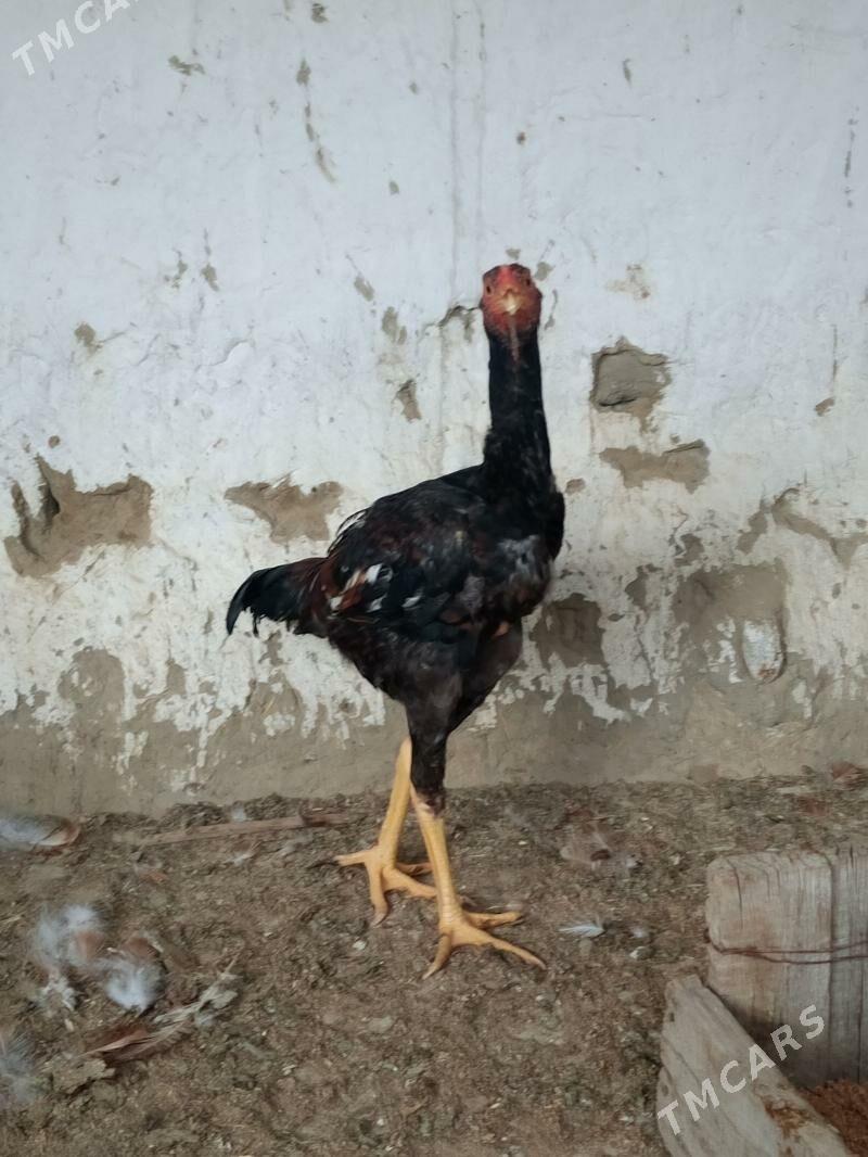 horoz - Bäherden - img 1