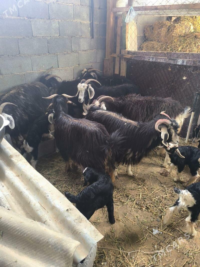 owlakly geciler - Ялкым - img 1