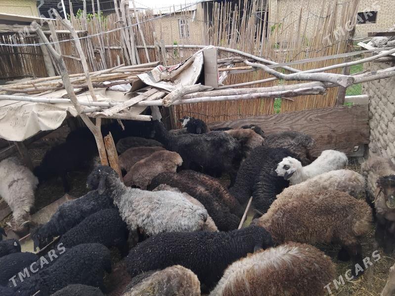 GOYUN TOKLY ISSEK BERRE - Мары - img 1