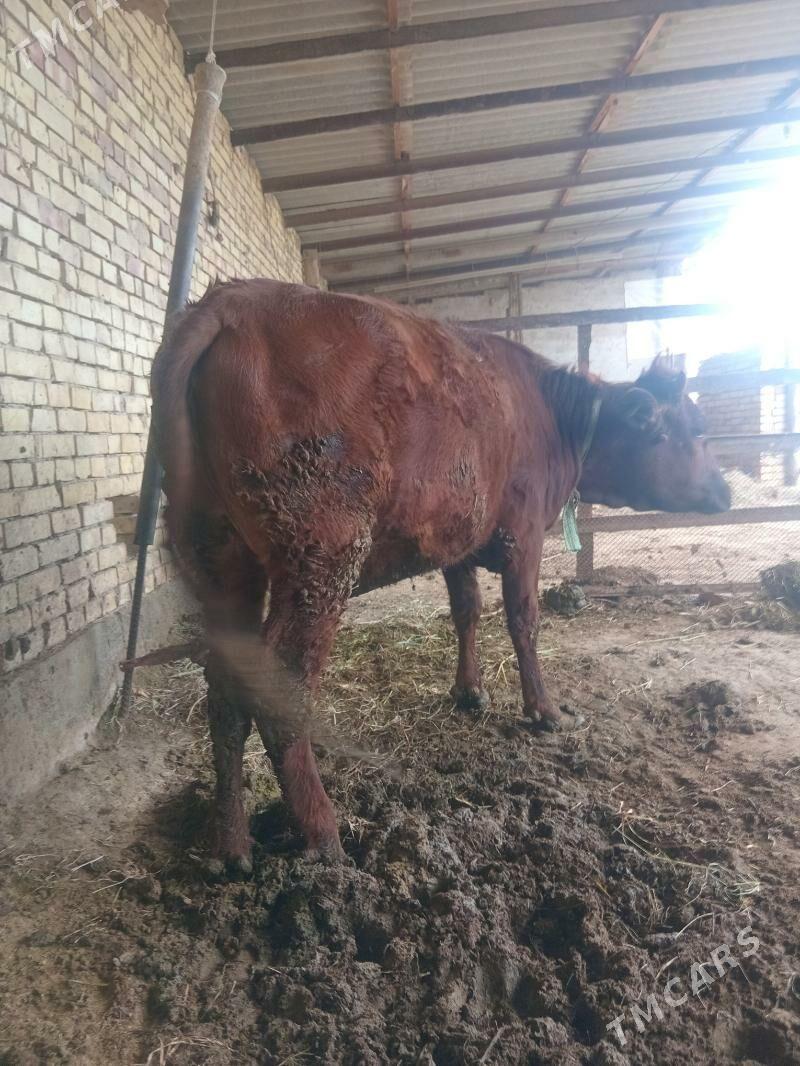 gulajyn - Sakarçäge - img 1