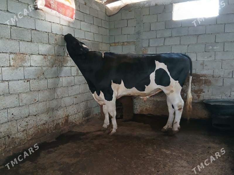 arassa galisdeyin okuz - Гарадамак - img 1