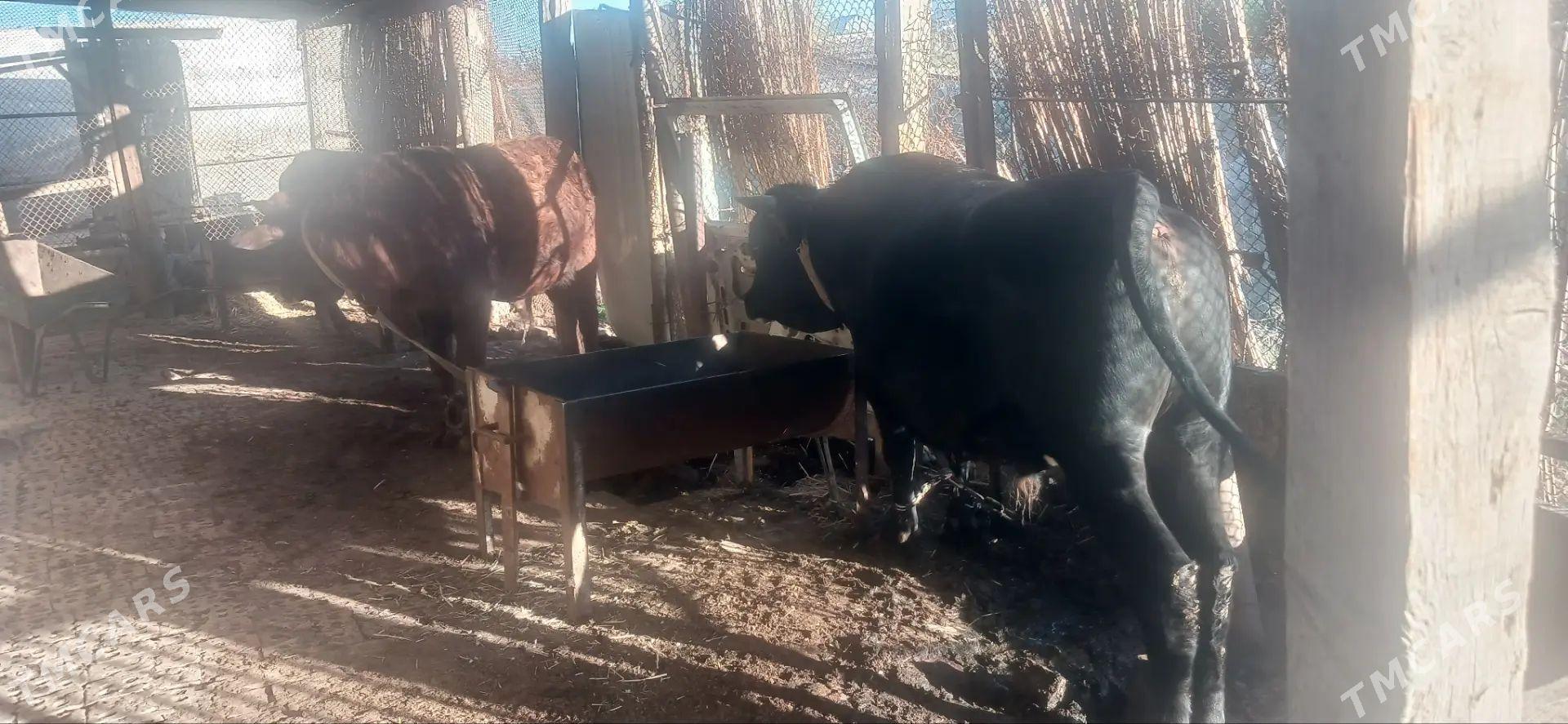 Öküz 2 sany - Sakarçäge - img 1