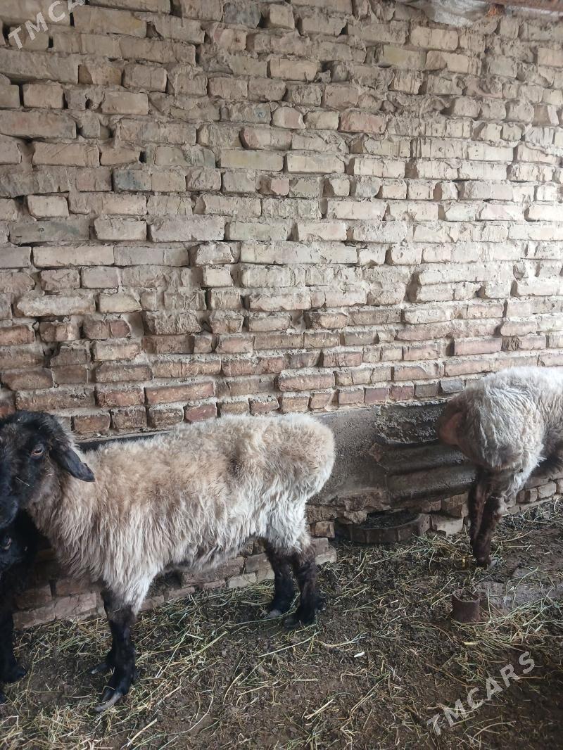 Goyyn Goyun - Ашхабад - img 1