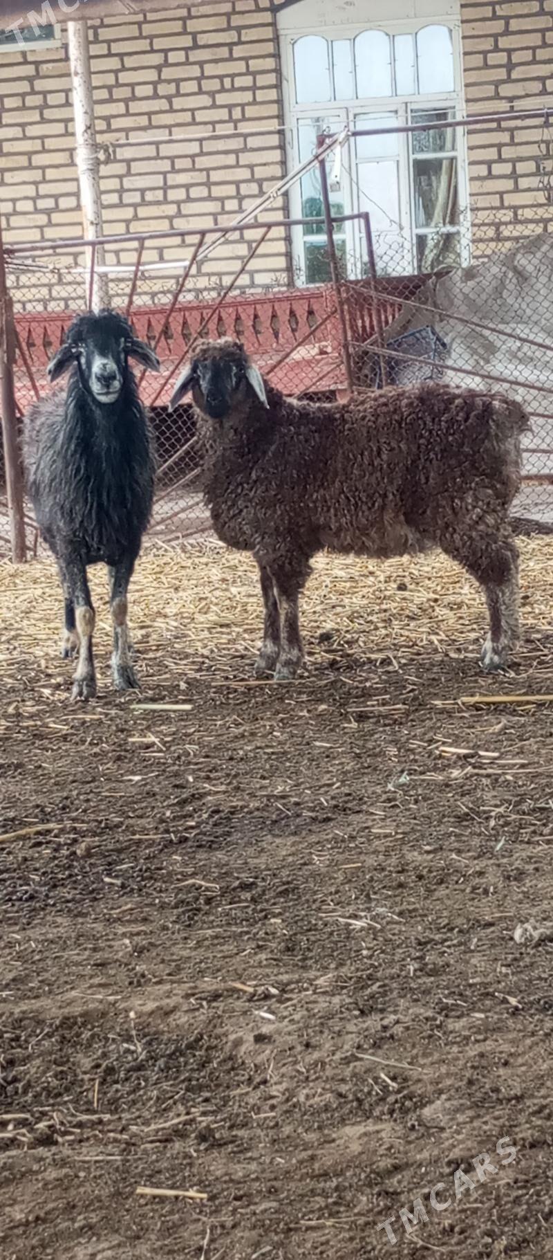 Guzuly goyun - Векильбазар - img 1