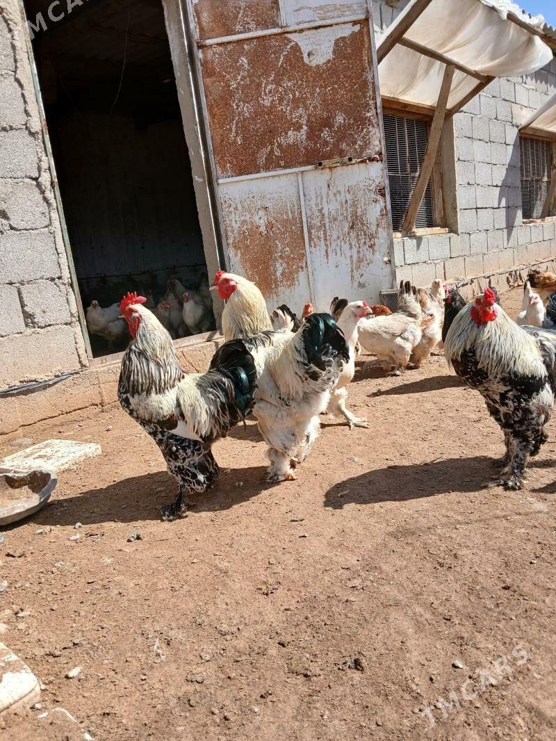 yumurtga - Ак-Бугдайский этрап - img 1