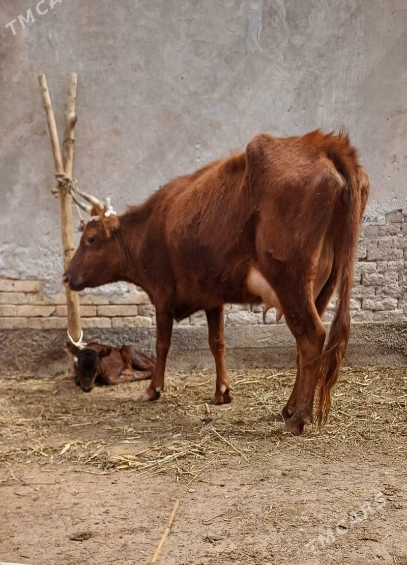 SÜỲDI GOÝYJA GÖLELI SYGYR - Köneürgenç - img 1