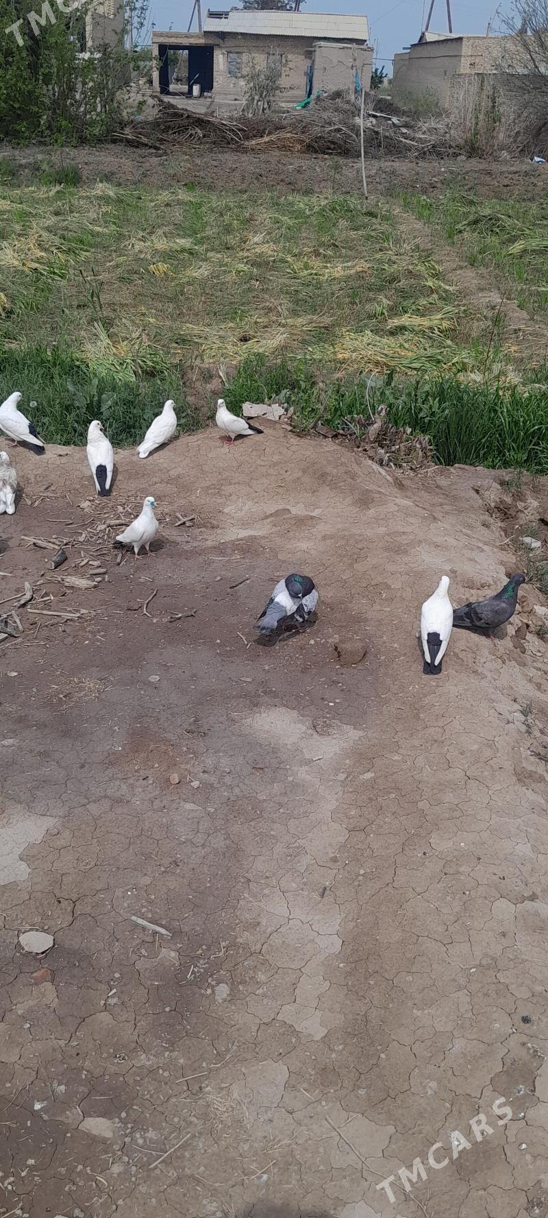 кептер - Чарджоу - img 1