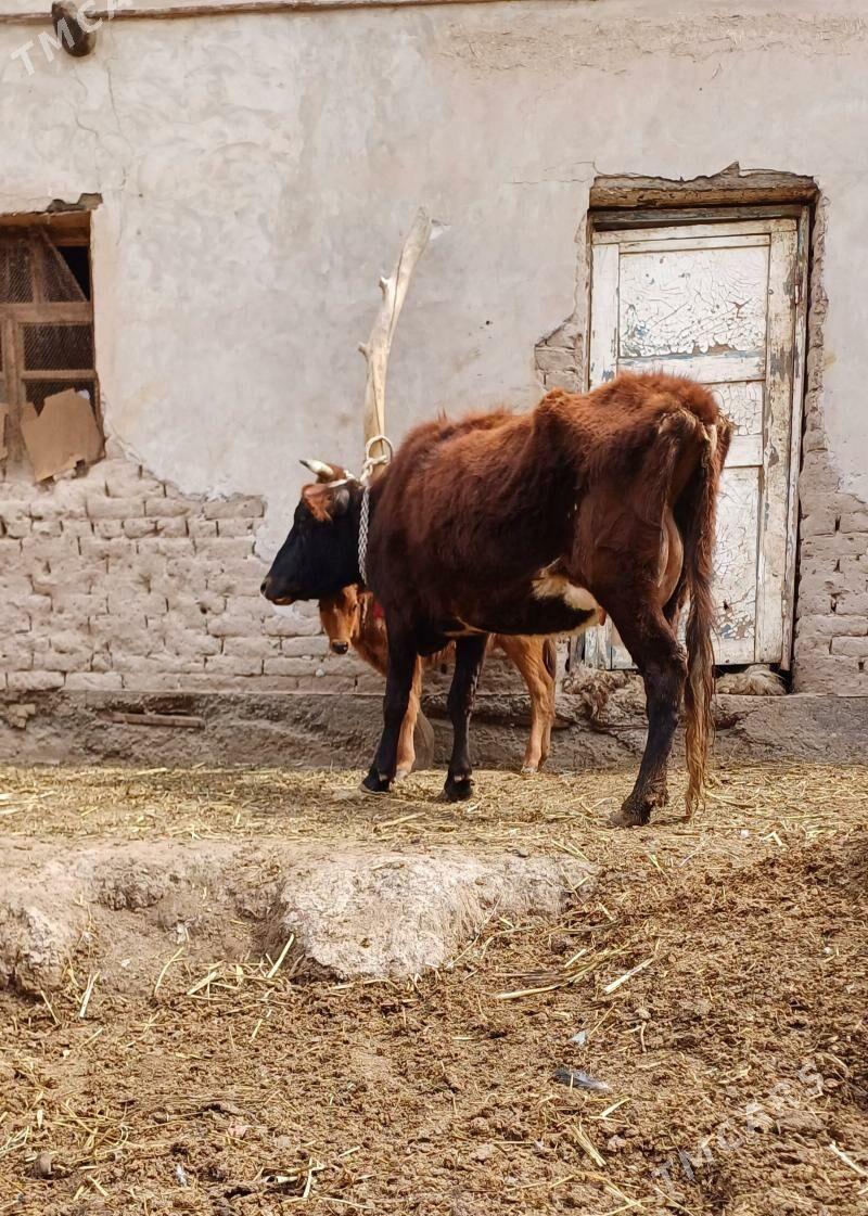 YUWASJA GOLELI SYGYRLAR. - Köneürgenç - img 1