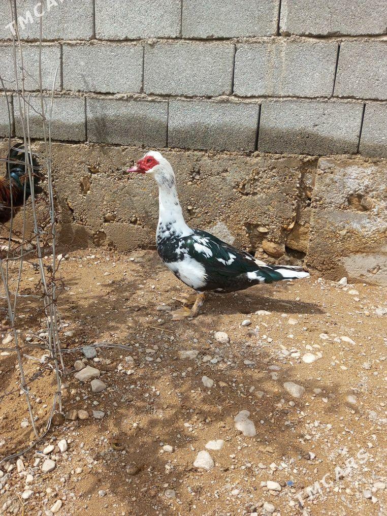 Ördek - Балканабат - img 1