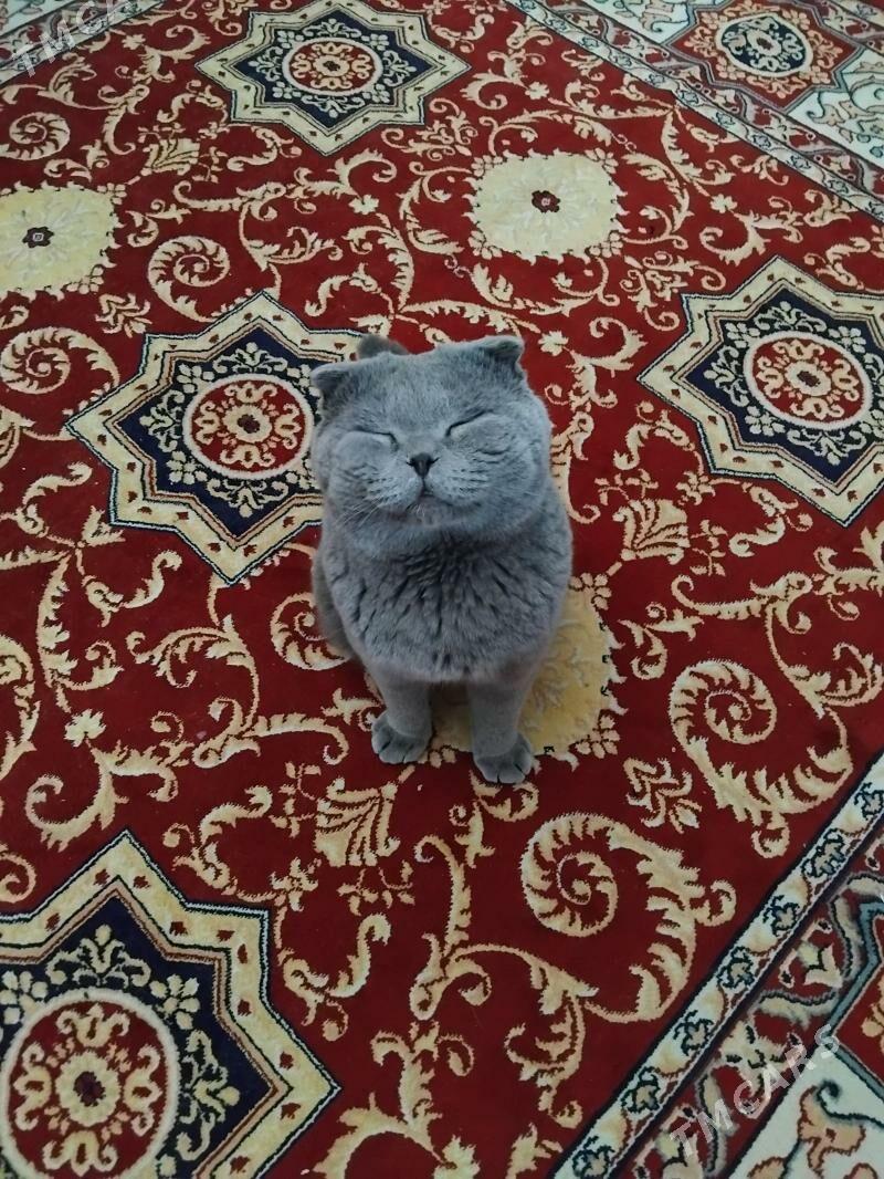 ШОТЛАНДСКИЙ вислоухий - Ашхабад - img 1