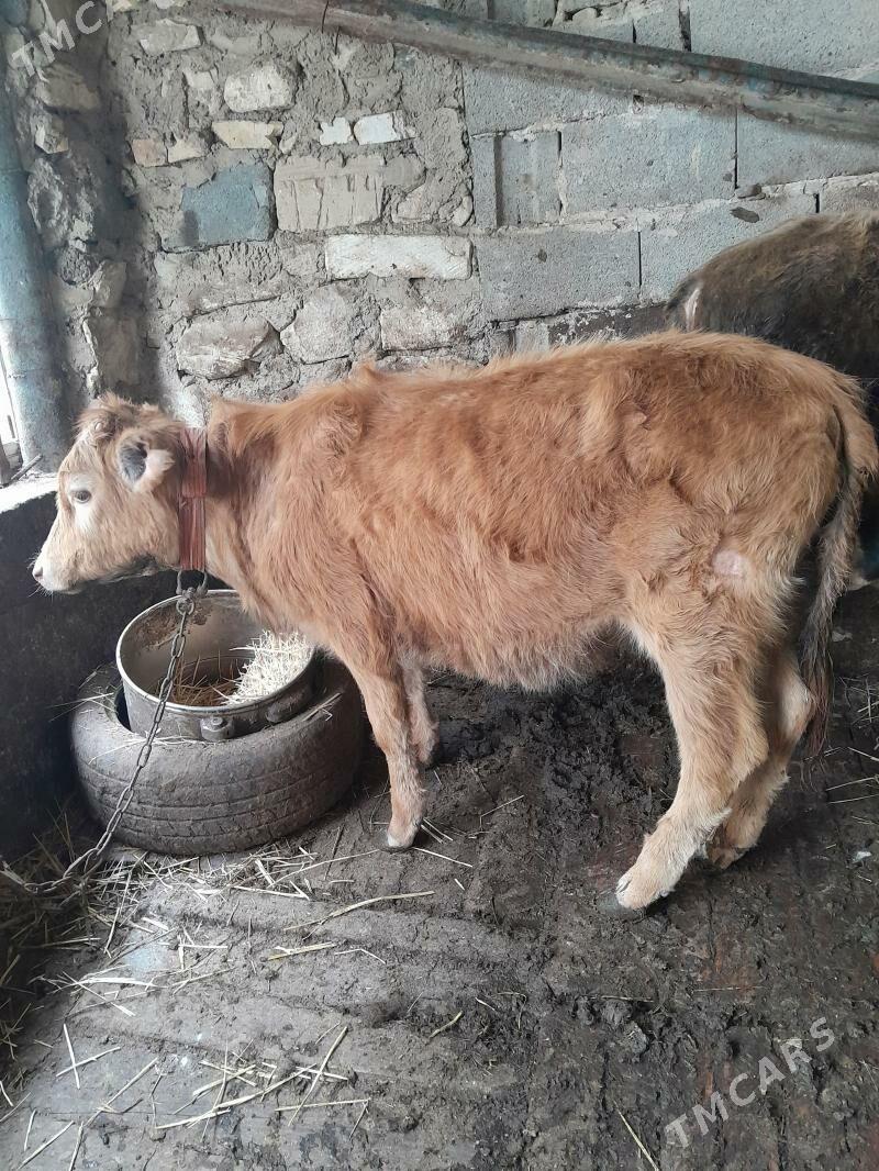 tüwe - Гызыларбат - img 1