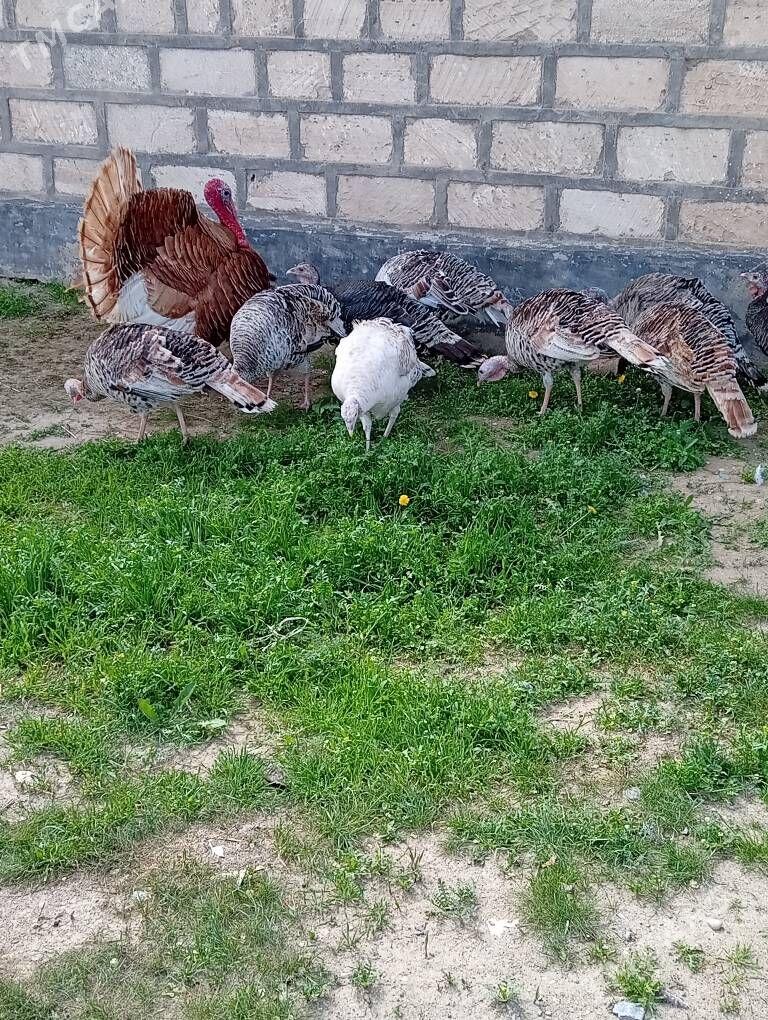 kürk induk - Гызыларбат - img 1