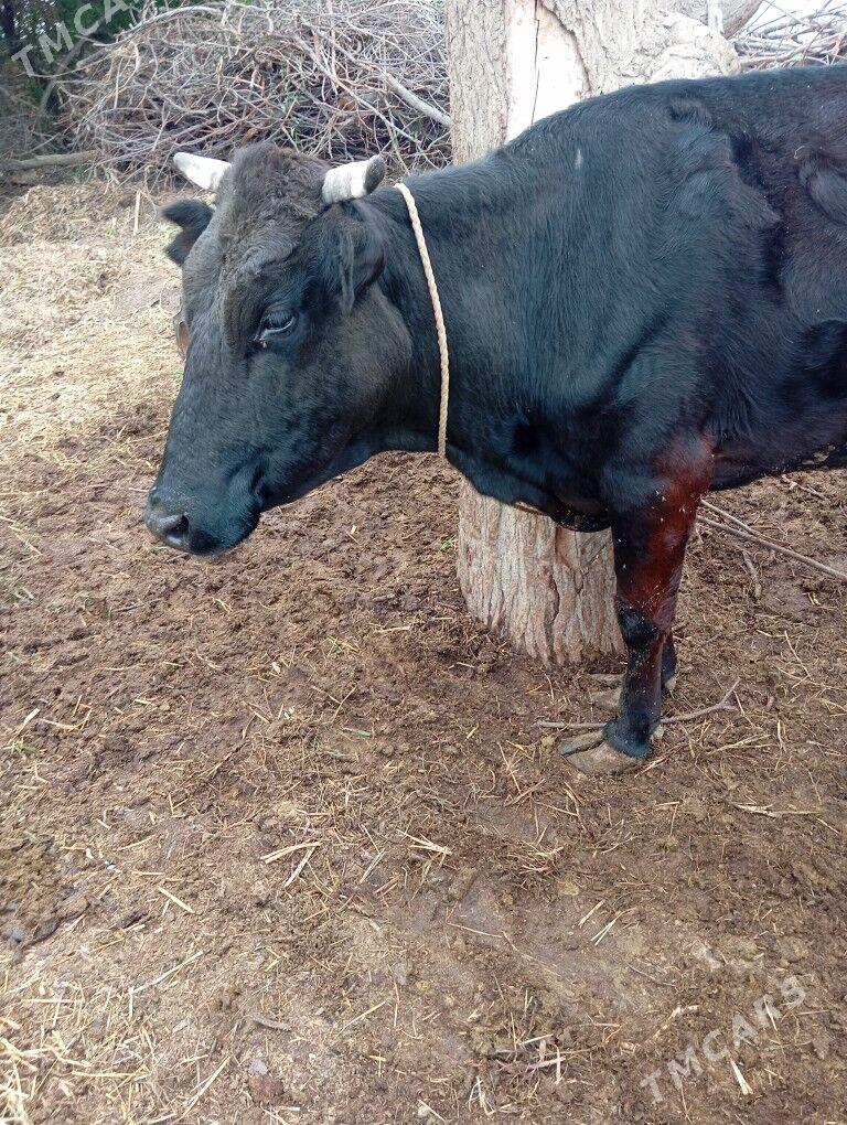 sygyr - Mary - img 1