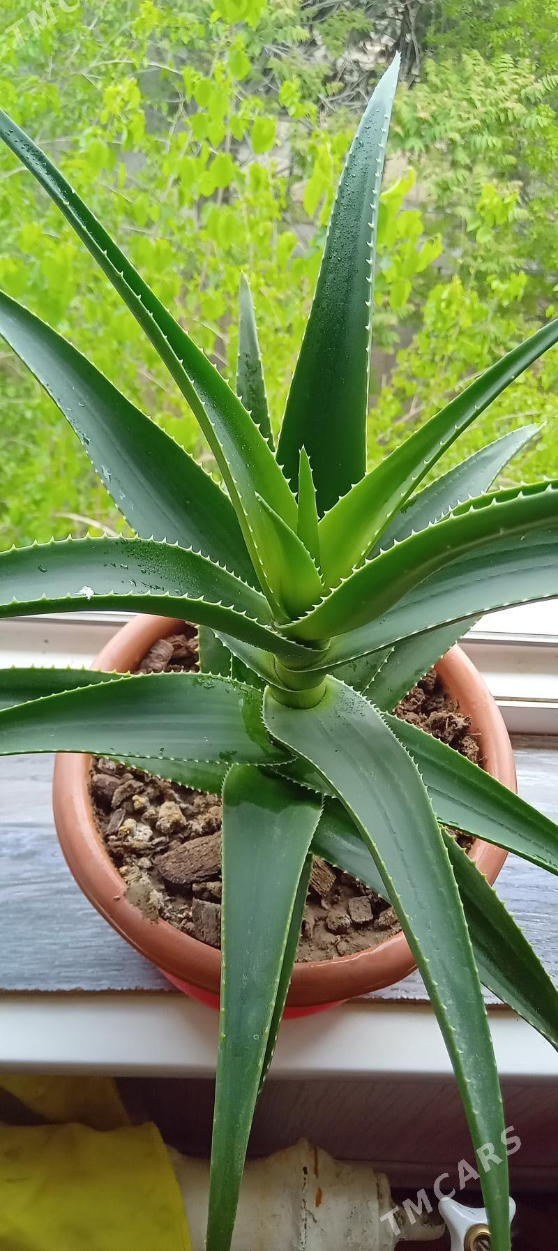 Алоэ - Gagarin köç, köne Howa menzili - img 1