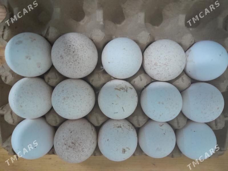 induk Yumurtga - Gökdepe - img 1