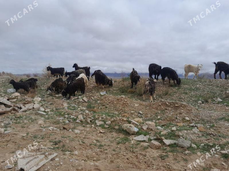 geji - Jebel - img 1