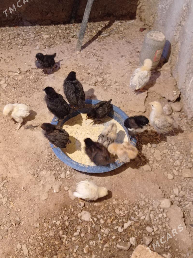 juyje - Балканабат - img 1