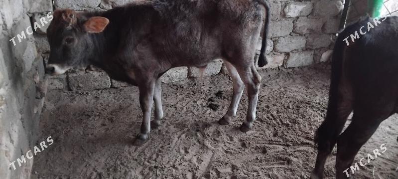 OKÜZ TOHIM ŞWES - Ашхабад - img 1