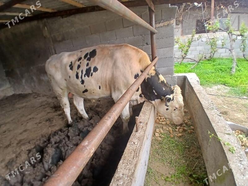 Ökiz - Гёкдепе - img 1