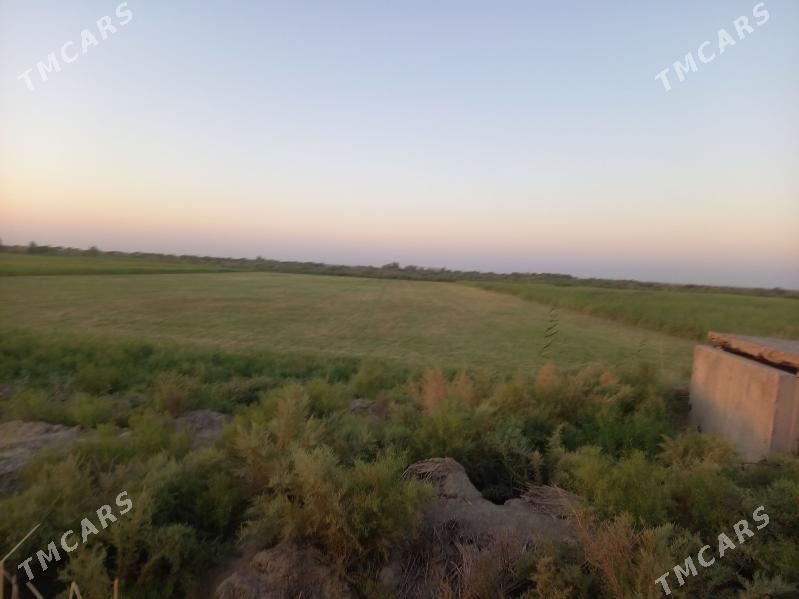 Ekin yer - Ak bugdaý etraby - img 1