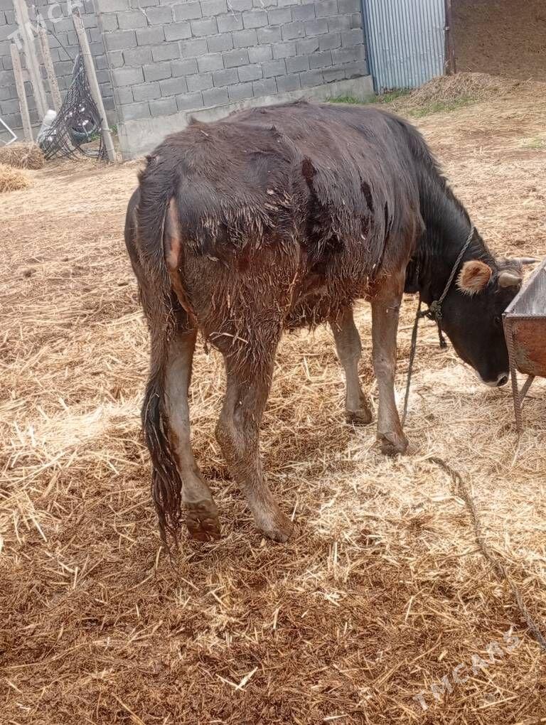 bogaz tüwe - Бахарден - img 1