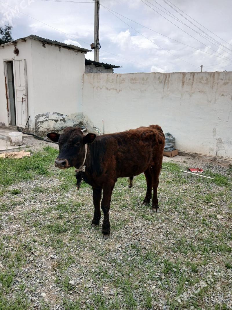 Gibirit Okuz - Ашхабад - img 1