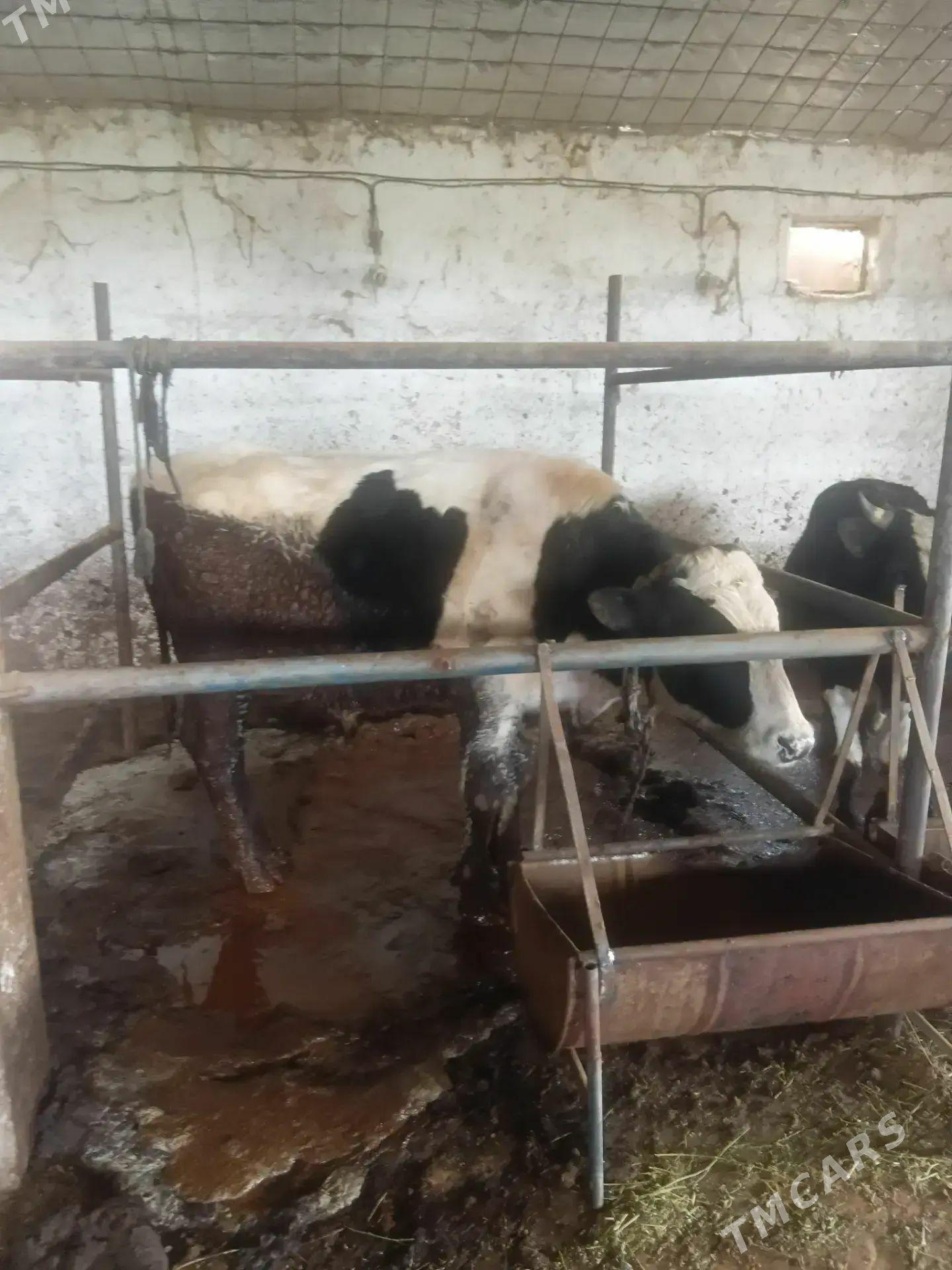 ÖKÜZ - Ак-Бугдайский этрап - img 1