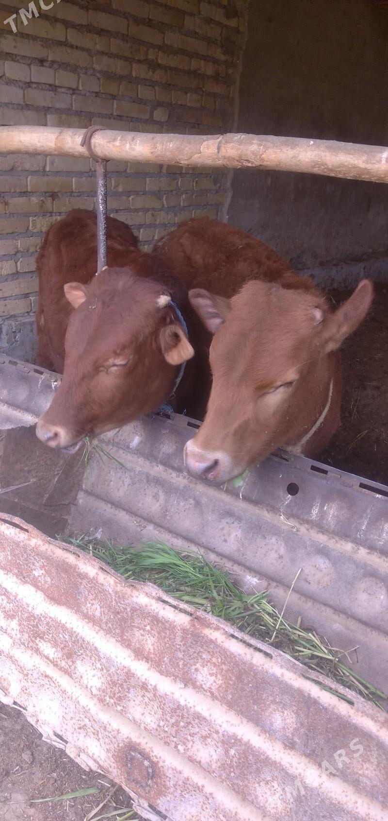 okuzceler - Чарджоу - img 1