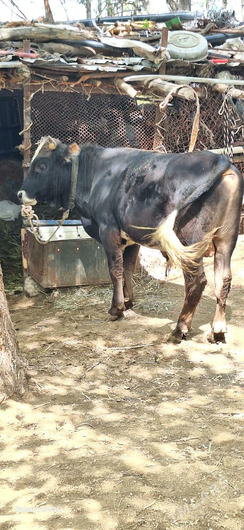 okuz - Änew - img 1