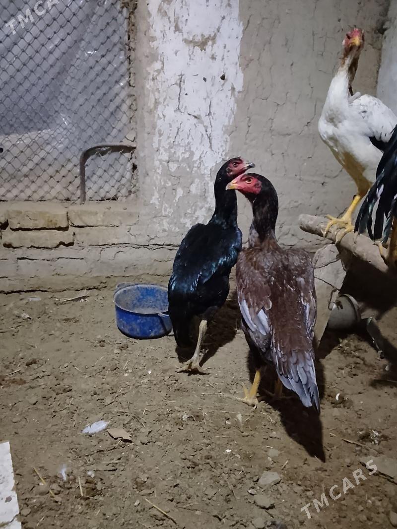 horaz - Байрамали - img 1