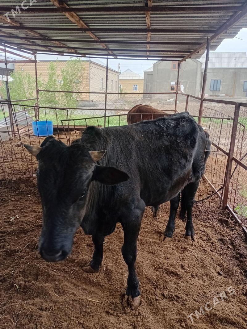 Okuz iki yasar - Murgap - img 1