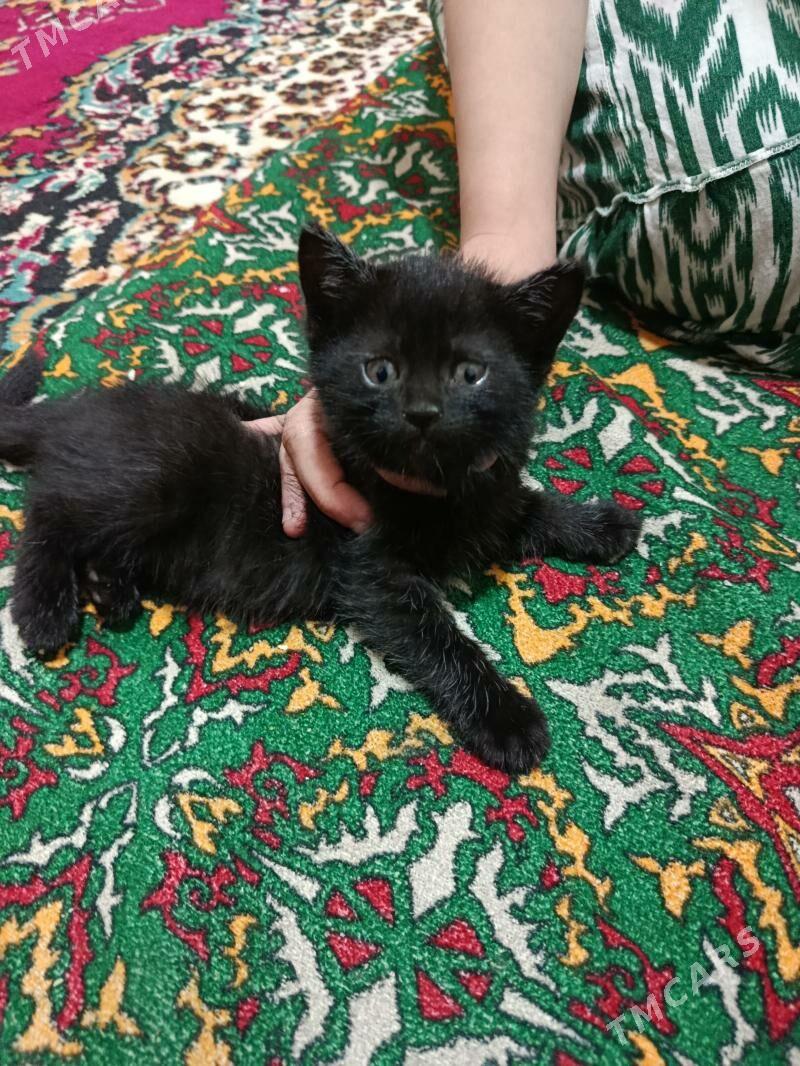 домашний пишик - Daşoguz - img 1