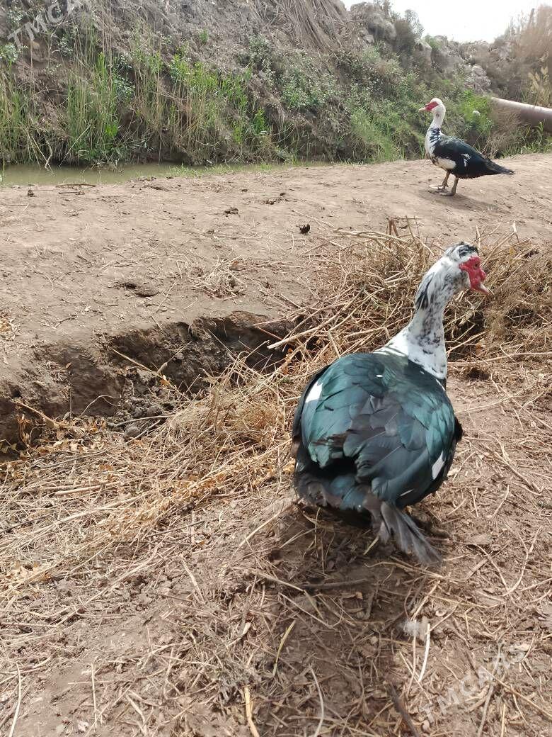 ördek Mus gus - Чарджоу - img 1