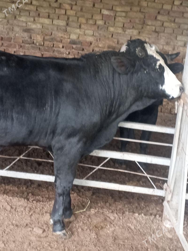 ökuz - Änew - img 1