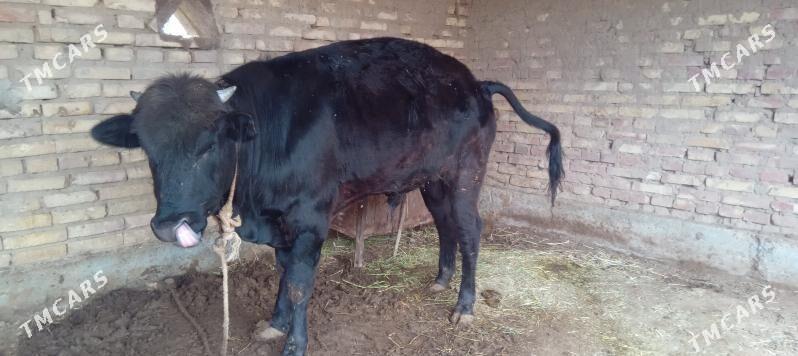 okuz - Бабадайхан - img 1