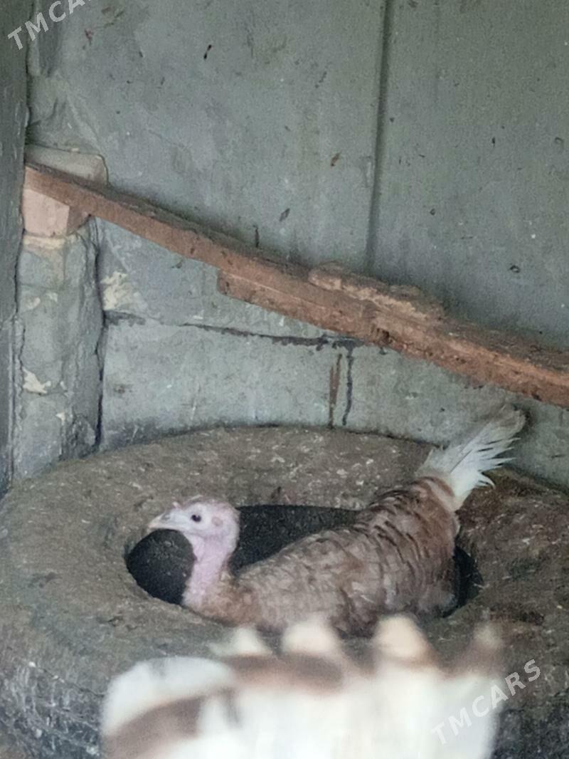 indyuk - Туркменабат - img 1