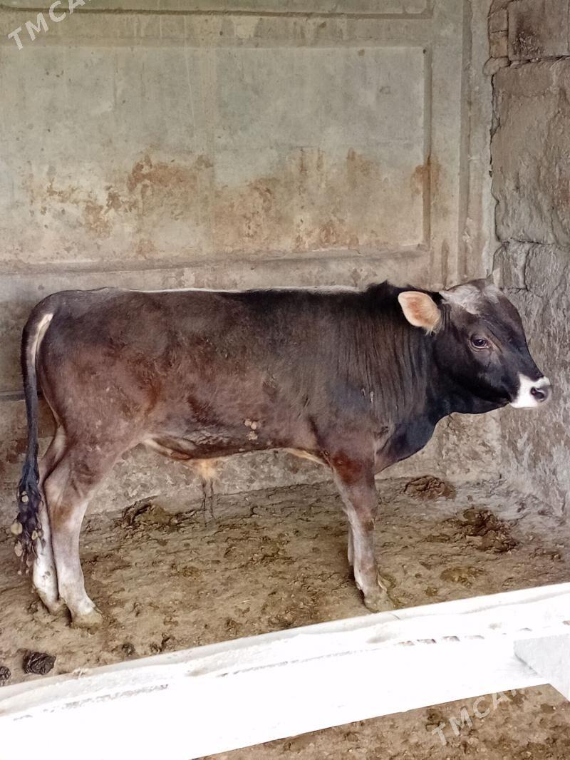 ARGINAL ŞWES ÖKÜZ - Büzmeýin - img 1