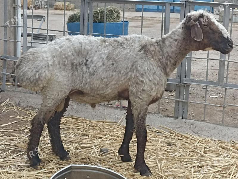 goç - Туркменбаши - img 1