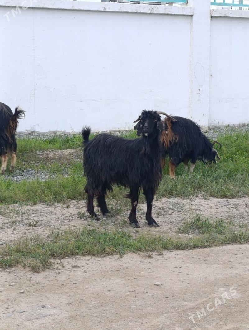 GEÇI - Хитровка - img 1